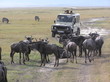 on safari