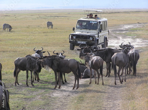 on safari