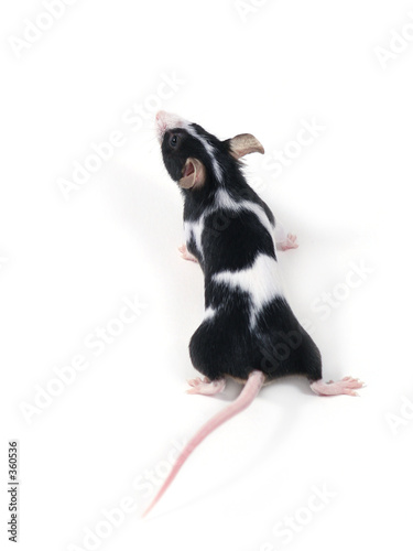 little mouse little mouse