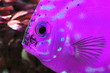 poisson