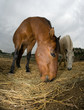 caballos0007
