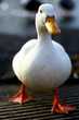 duck series duck series