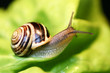schnecke