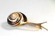 schnecke