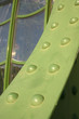Foto: palmenhaus, schönbrunn, wien palmenhaus, schönbrunn, wien