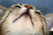 lovely young cat lovely young cat
