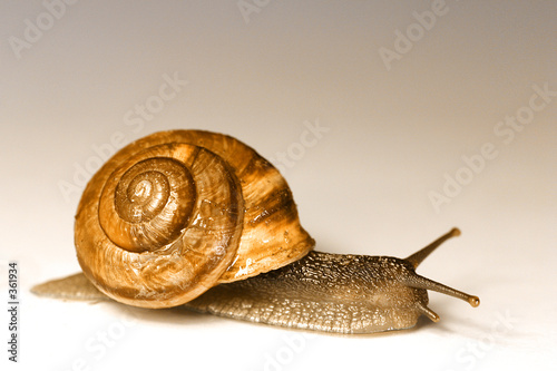schnecke