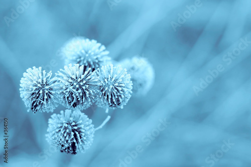blue winter burdock