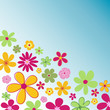 summer flowers