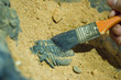 fossil