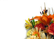 bouquet on white background