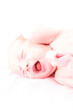 new born baby