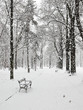 snowfall in the park