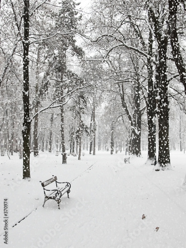 Photo: snowfall in the park snowfall in the park