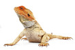 dragon barbudo
