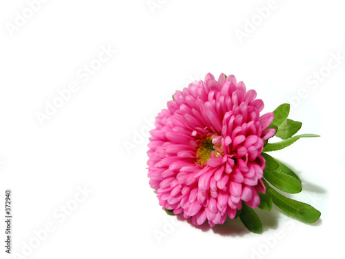 pink flowers background. pink flower on white