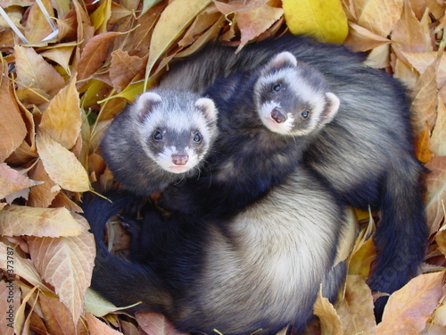 ferrets in leaves ferrets in leaves