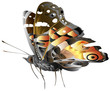generic butterfly illustration