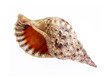 big seashell isolated