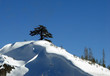 lonely tree and the snow