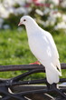 blanca paloma blanca paloma
