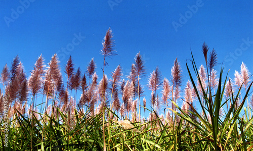 campagne birmane