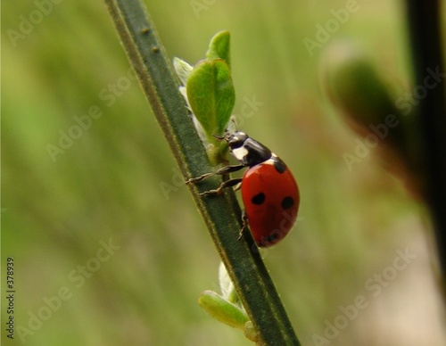 coccinelle coccinelle