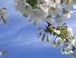 flowers of apple-tree
