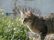le chat gris 2