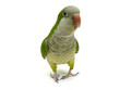 quaker parrot isolated on white quaker parrot isolated on white
