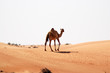 camel on the loose