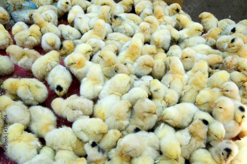 elevage de poussins
