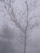 fog