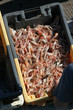 langoustines