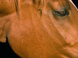 tête de cheval