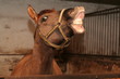 horse smile