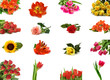 isolated flower collection