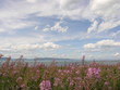 pink flowers and sky at ile-aux-lièvres island