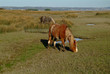 pferd auf weide pferd auf weide
