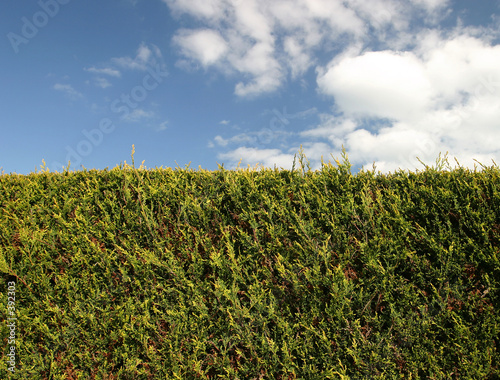 the hedge the hedge