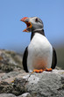 a huffin' and a puffin a huffin' and a puffin