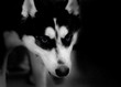 husky