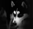 husky