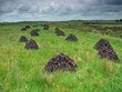 peat drying