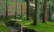 japanese garden