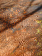 petroglyphs