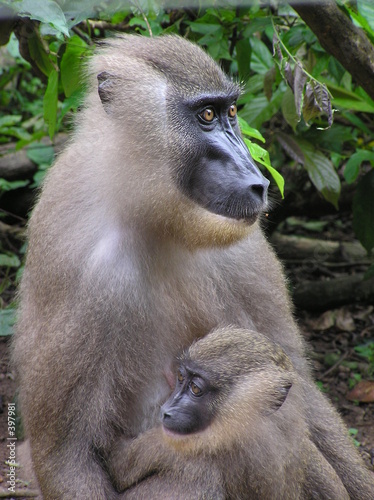 drill monkey in nigeria 3