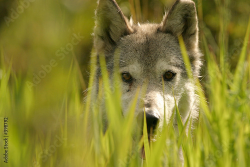 wolf