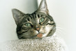 smarty cat smarty cat