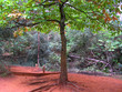 photo arbre